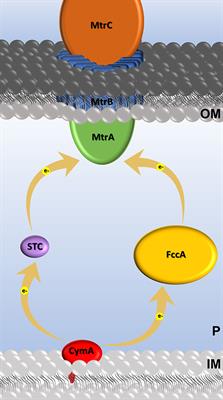 Optimizing Electroactive Organisms: The Effect of Orthologous Proteins